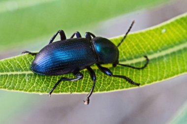 Canlı yeşil bir yaprağın üzerinde dinlenen metalik mavi, koyu renkli bir böceğin yakın çekimi, yanardöner dış iskeletini sergiliyor.