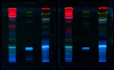 Proteinleri boyutlarına ve yüklerine göre ayıran elektroforez jeli, uv ışığı altında renkli bantlar oluşturur, biyokimya ve moleküler biyoloji araştırmalarında kullanılır.