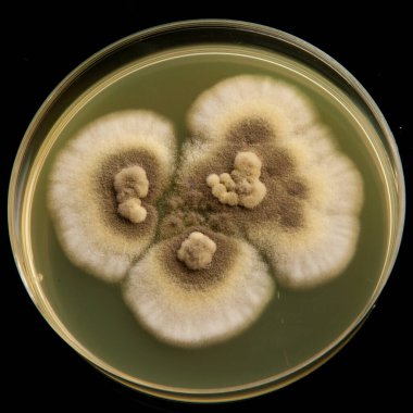 Petri kabında büyüyen küf, yukarıdan siyah bir arkaplan karşısında eşmerkezli halkalar oluşturur.