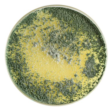 Petri kabında sarı bir madde üzerinde büyüyen yeşil küf yakın plan, muhtemelen bir mikrobiyoloji laboratuarı ortamında.