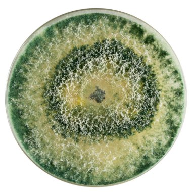 Bir mikrobiyoloji deneyini betimleyen, petri kabında eşmerkezli halkalarda büyüyen penisilyum kalıbının yakın çekimi.