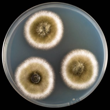 Petri kabında büyüyen küf kolonilerinin yakın çekimleri, bilimsel araştırma ve mikrobiyoloji çalışmaları için mantar büyümesini gösteriyor