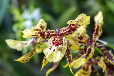 Beautiful yellow and burgundy odontoglossum orchid blooming in a lush tropical garden clipart