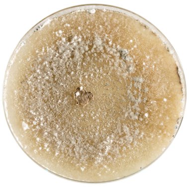 Petri kabında büyüyen küf kolonileri mantar kirliliğini veya mikrobiyoloji araştırmalarını gösteriyor.