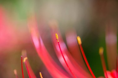 Macro photograph highlighting the vibrant red stamen and golden pollen of a lycoris radiata flower clipart