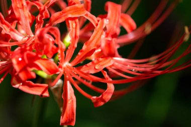 Yaz ışığı altında çiçek açan kırmızı örümcek zambaklarının yakın çekimlerinde yapraklarının üzerinde narin su damlacıkları bulunur.