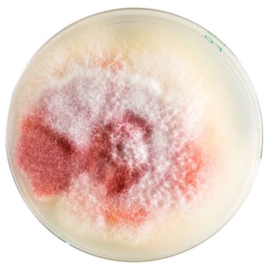 Petri kabında büyüyen Trichophyton Rubrum mantarı tıbbi mikoloji ve dermatophyte araştırmalarını gösteriyor.