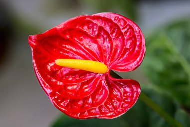 Kırmızı bir anthurium çiçeğinin yakın plan görüntüsü canlı spreyini ve öne çıkan sarı spadix 'ini gösteriyor.