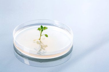 Bilimsel deney için laboratuvar ortamında tarım jeli ile petri kabının içinde kök salmış küçük bir bitki.