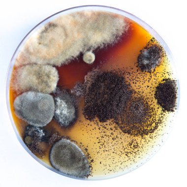 Petri kabının içinde besleyici agar medyasıyla büyüyen küf kolonileri