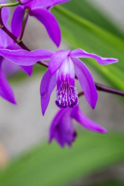 Canlı, mor bir pleione limprichtii orkidesinin yakın plan çekimi. İlkbaharda karmaşık detaylarını ve narin güzelliğini gözler önüne seriyor.