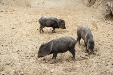 Üç yakalı göğüs, bir hayvanat bahçesinde kuru zemin üzerinde yiyecek arıyor.