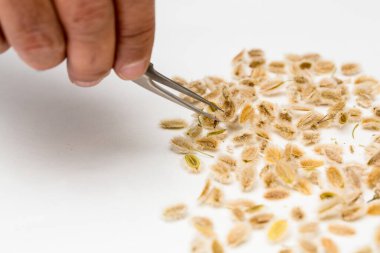 Laboratuvar teknisyeni beyaz arka planda cımbızla bitki tohumlarını inceliyor.