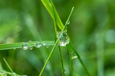 Çiy damlalarının yakın çekimi çimenlere yapışır ve doğanın güzelliğini canlandırır.