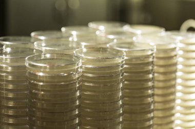 Mikrobiyoloji laboratuvarında mikrop yetiştirmek için tarım kabı dolu petri yığınları.