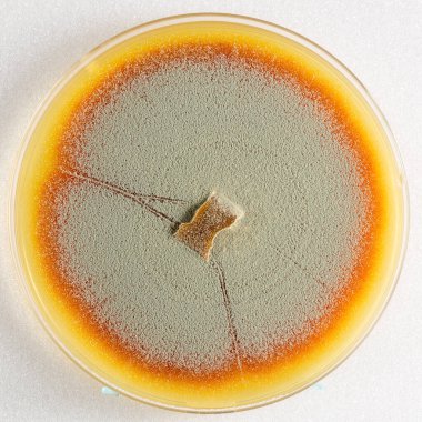 Mantar gelişimi ve antibiyotik araştırmalarında mikrobiyoloji araştırmalarında kullanılan petri kabında besleyici tarım maddeleriyle büyüyen küf kolonisinin yakın çekimi