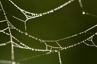 Örümcek ağına yapışan küçük çiy damlaları bulanık yeşil zemine karşı narin ve karmaşık bir desen oluşturuyor.