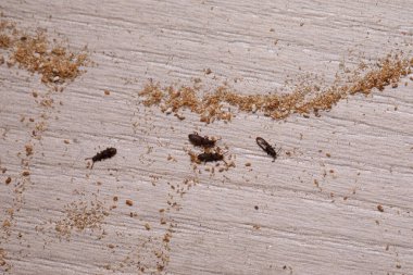 Bisküvi böcekleri ya da eczane böcekleri ahşap bir yüzeyde sürünüyor ve ahşap tozu ya da böcek dışkısı olarak da bilinen frass bırakıyorlar.