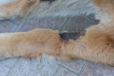 Bir köpek bacağını kapayarak, kayıp bir kürk ve kavgadan sonra kurumuş kanla bir yarayı gösteriyor.