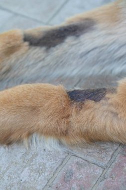 Tüylerinde ve bacaklarında siyah lekeler olan Alman çoban köpeği.