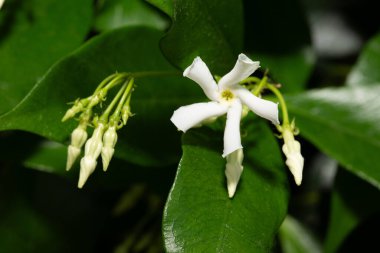 Yeşil yaprakların arasında açan narin beyaz yasemin çiçeğinin yakın çekimi doğal güzelliğini ve zarafetini gözler önüne seriyor.