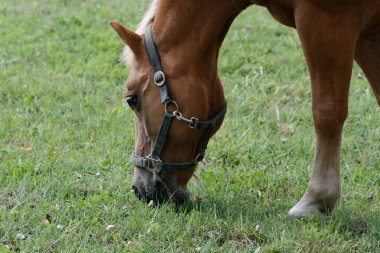 Güneşli bir günde yeşil otlakta otlayan siyah halterli bir at.