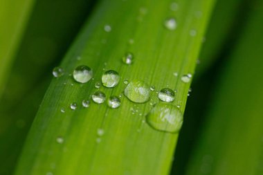 Işıl ışıl çiy damlaları çimenlere yapışır ve doğanın güzelliğini canlandırır.