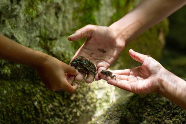 Bir tropikal yağmur ormanında saha araştırması sırasında iki farklı boyutta kurbağa tutan biyologlar.