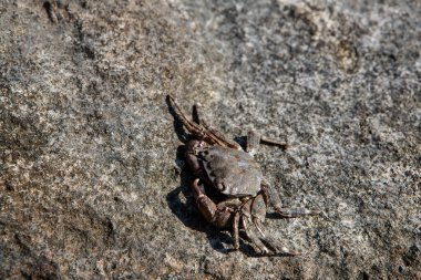 Küçük yengeç deniz kıyısındaki bir kayanın üzerinde güneşleniyor.