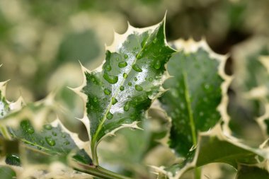 Canlandırıcı yağmurun ardından parlayan su damlacıklarıyla canlı kutsal yaprakların yakın çekimi doğanın güzelliğini gözler önüne seriyor.