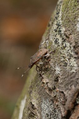 Halyomorfa halyalarının doğal ortamda ağaca tırmanması.
