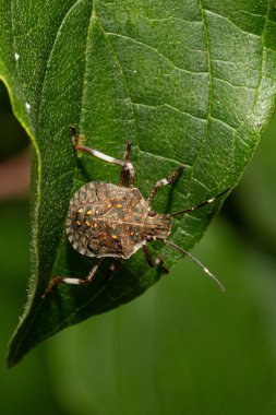 Parlak yeşil yaprağın üzerinde dinlenen benekli kahverengi ve yeşil koku böceğinin yakın çekimi