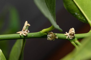 Erişkin olmayan narenciye balmumu kaplı planthopper perisi (Ricania speculum) yakın çekimlerinde narenciye ağacı dalında kendine özgü balmumu lifleri sergilenmektedir.