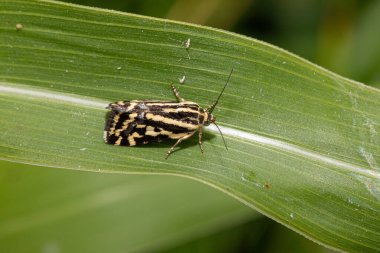 Bir lymantriinae güvesinin yakın çekiminde, yemyeşil bir yaprağa tüneyip doğanın detaylarının güzelliğini yakalarken karmaşık desenlerini gözler önüne seriyor.