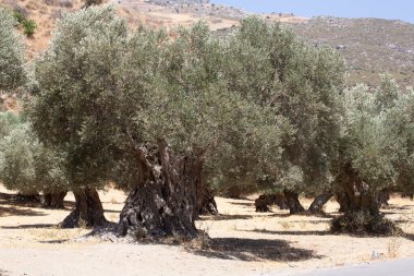 Gnarled zeytin ağaçları Girit yazının ılık güneşinde güneşlenir yaprakları kurak arazide parıldar