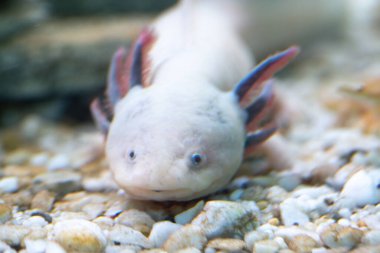 Bir akvaryumun dibindeki çakılların üzerinde dinlenen, tüy gibi solungaçlarını gösteren, löstik bir aksonun yakın çekimi.