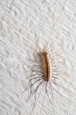 Bir ev kırkayağının, Scutigera coleoptrata 'nın yakın çekimi, desenli beyaz ahşap bir yüzeyi keşfediyor.