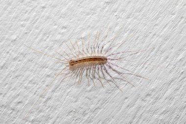 Küçük ev kırkayağı, Scutigera coleoptrata, uzun bacakları ve beyaz bir duvarda gezinen antenleri var.