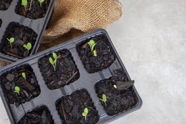 Yukardan filizlenen tohumlarla bezenmiş tepsiler gri üzerinde çuval bezi ve kopyalama alanı ile