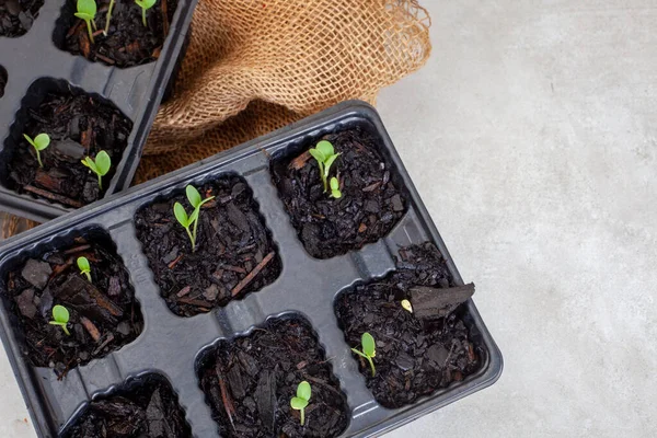 Seedling Trays Sprouting Seeds Grey Burlap Copy Space — Stock Photo, Image