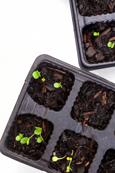 Seedling Trays Sprouting Seeds White — Stock Photo, Image