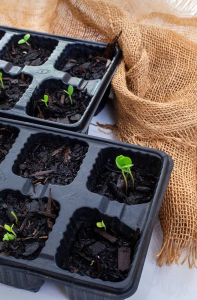 Seedling Trays Sprouting Seeds Grey Burlap Copy Space — Stock Photo, Image