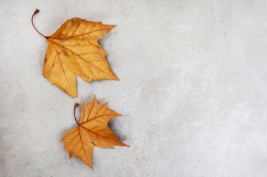 Fotokopi alanı olan grunge gri arkaplanda güzel sonbahar yaprakları