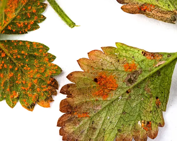 Pas Olarak Bilinen Mantar Hastalığıyla Kaplı Bitki Yaprağı Stok Resim