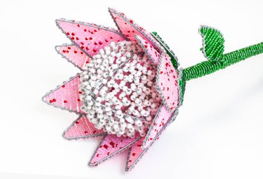 Güney Afrika Boncuklardan oluşan Protein çiçeği beyaz üzerinde izole edilmiş.