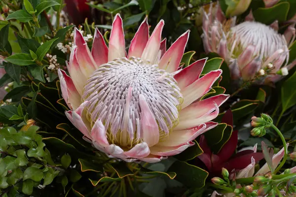 Renkli bir düzende diğer yerel elementlerle büyük kral proteosu