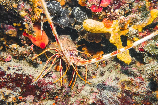 European Spiny Lobster Palinurus Elephas Adriatic Sea Mediterranean Sea Croatia — 图库照片