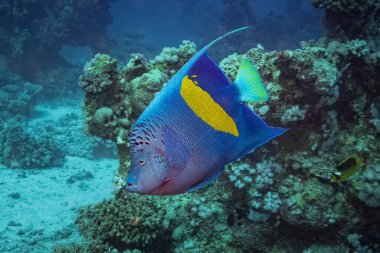 Sarı Melek Balığı (Pomacanthus Maculosus) Kızıl Deniz, Mısır