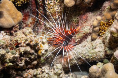 Clearfin Aslan Balığı (Pterois Radiata), Kızıl Deniz, Mısır