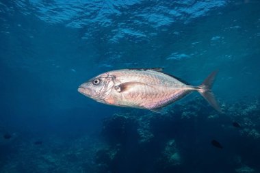 Sarı Benekli Trevally (Carangoides Fulvoguttatus), Kızıl Deniz, Mısır